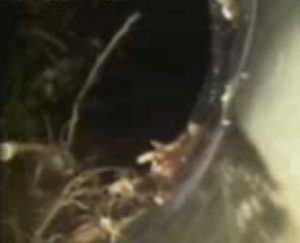 Drain camera inspections in Butler